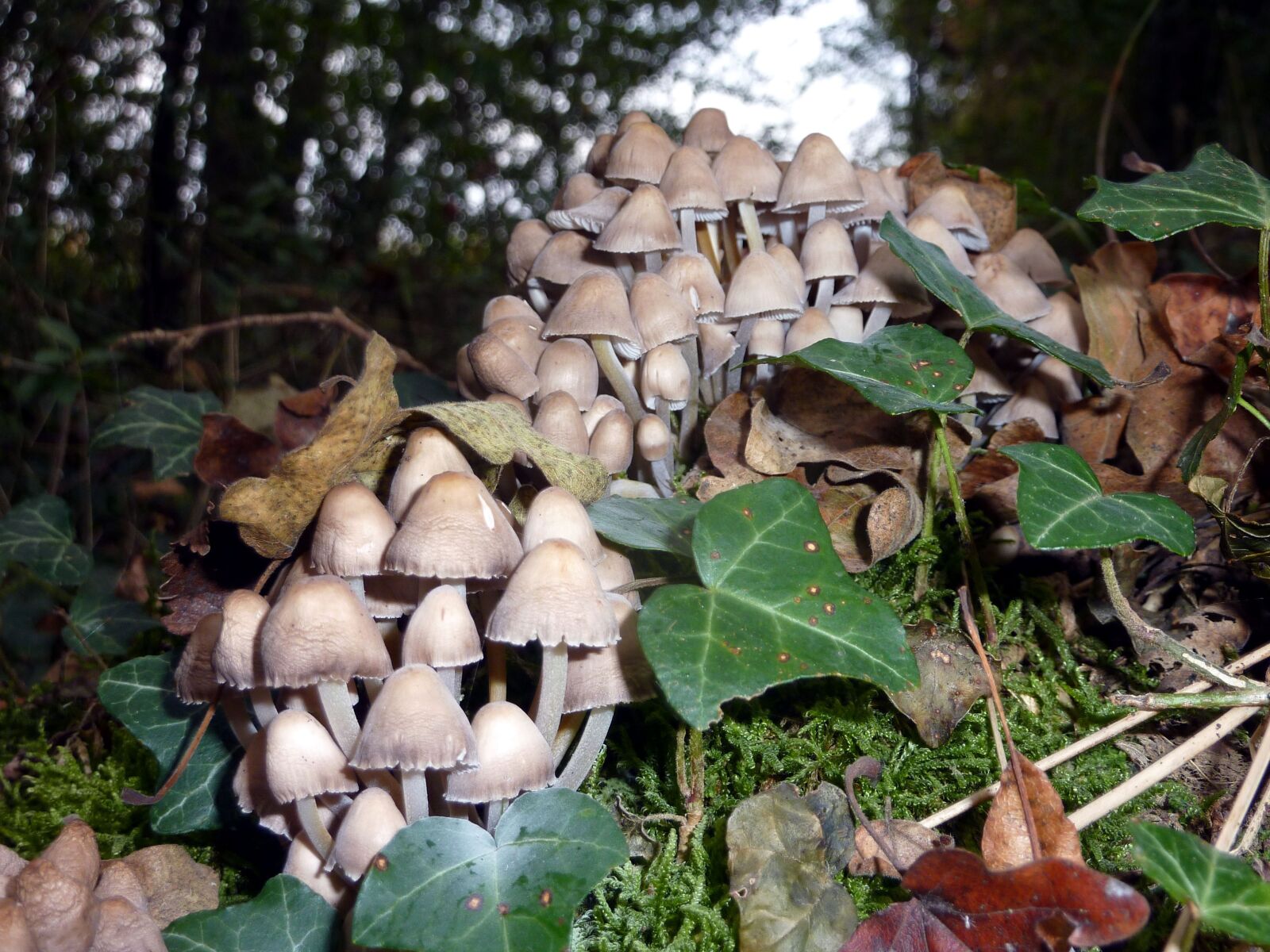 Panasonic DMC-TZ7 sample photo. Fall, mushrooms, group photography