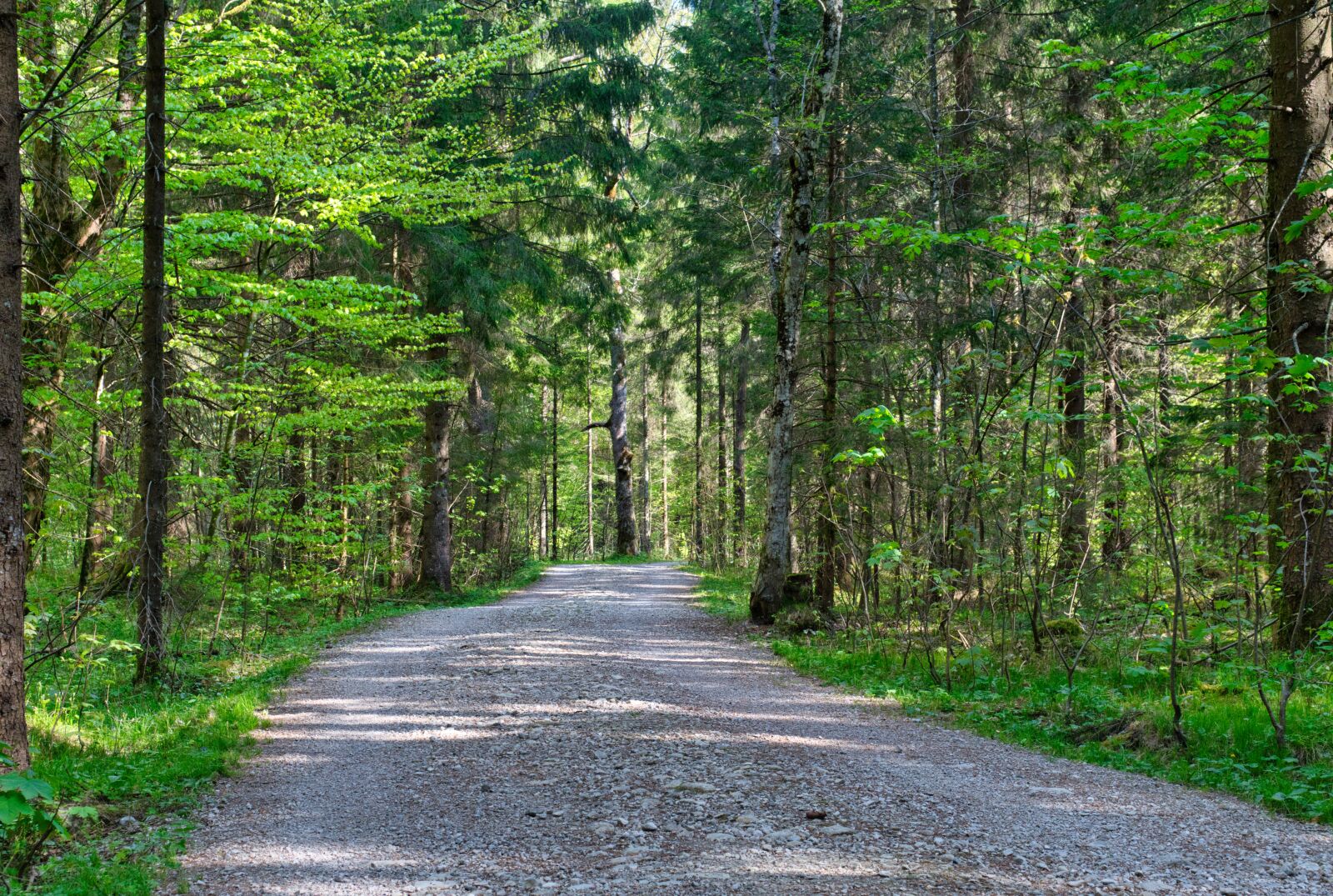 Nikon D7500 sample photo. Forest, away, forest path photography