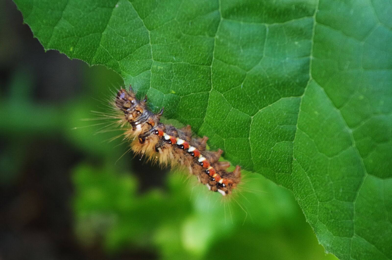 Pentax K-500 sample photo. Caterpillar, hairy, on a photography