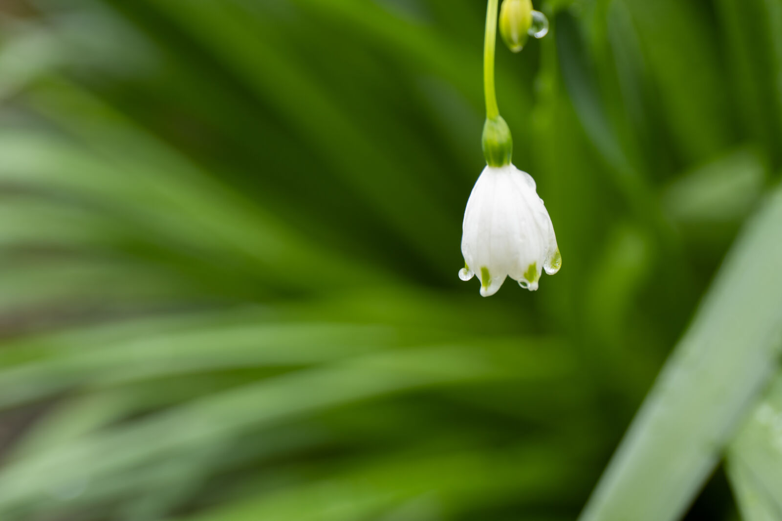 Canon EOS RP sample photo. Summer snowflake photography
