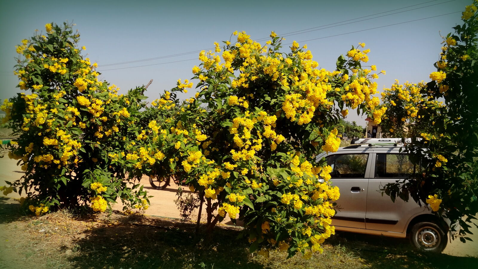 Sony Cyber-shot DSC-HX9V sample photo. Yellow, flowers, on, tree photography