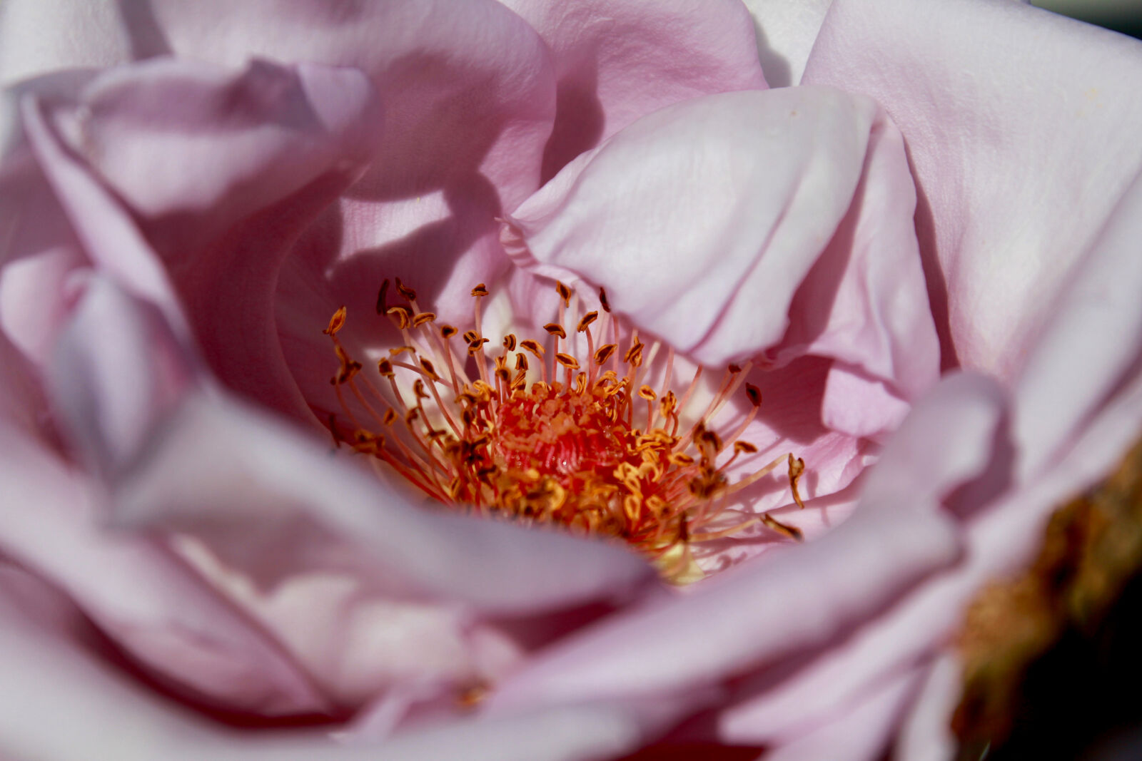 Canon EF-S 18-55mm F3.5-5.6 IS sample photo. Flower, macro, photo, nature photography
