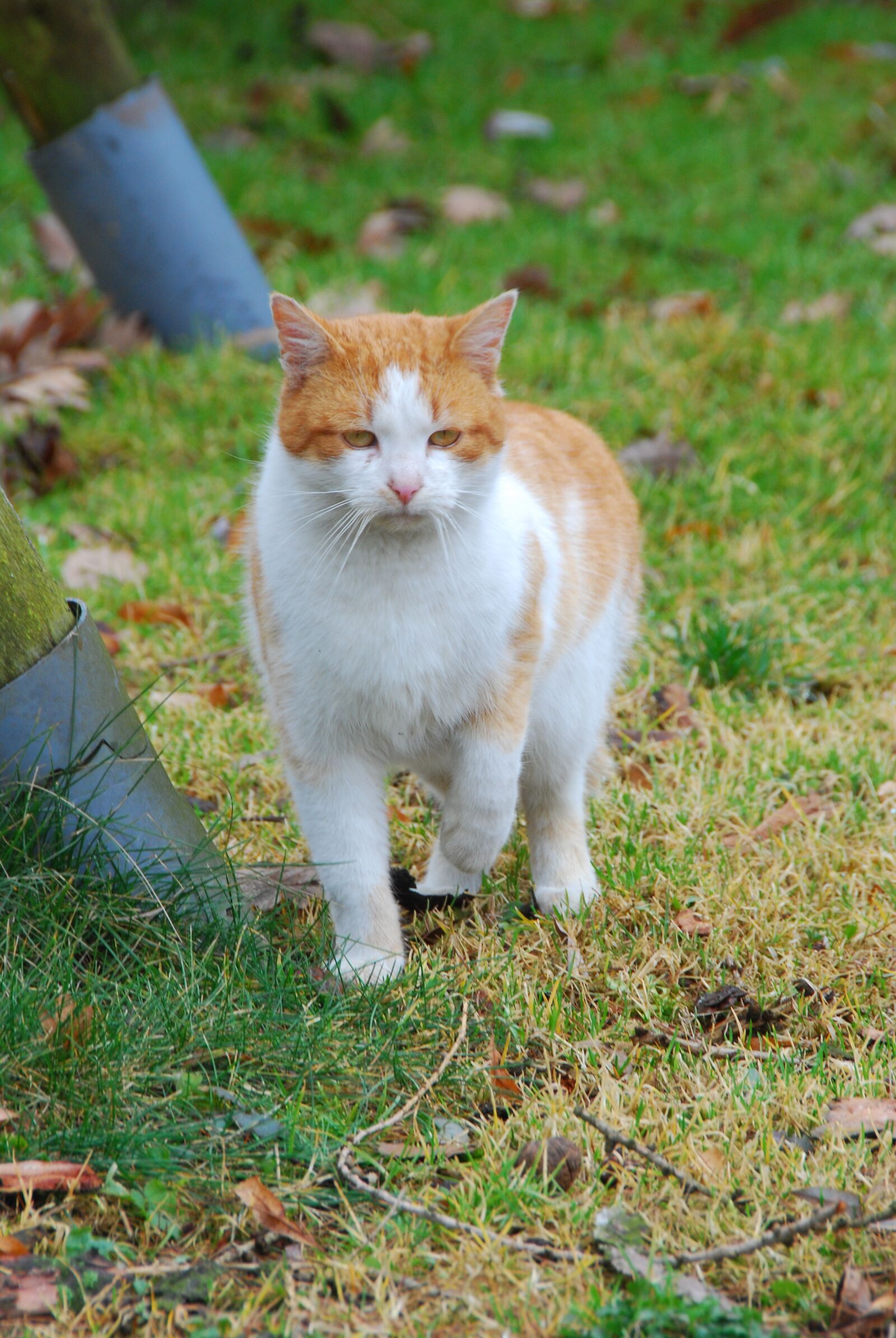 Nikon D80 sample photo. Cat, animal, kitten photography