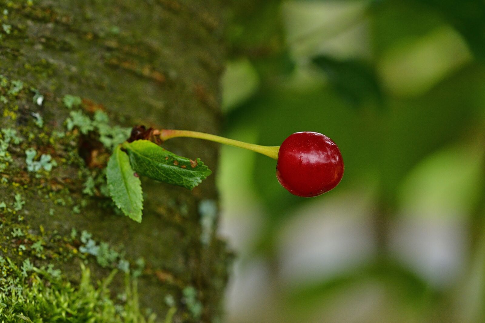 Nikon D5200 sample photo. Fruit, cherry, tree photography