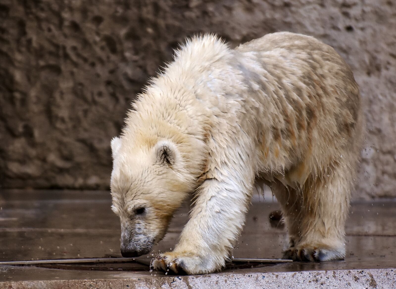 Nikon D7200 sample photo. Polar bear, predator, fur photography