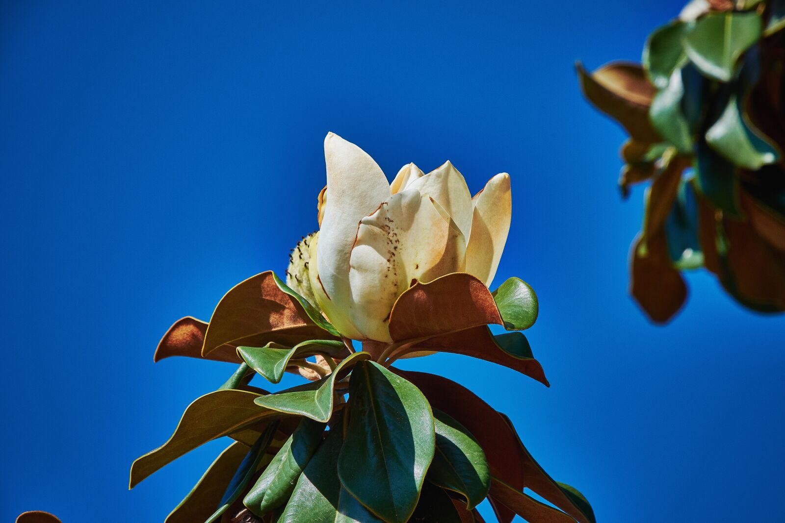 Nikon D7200 sample photo. Leaves, flowering, petals photography