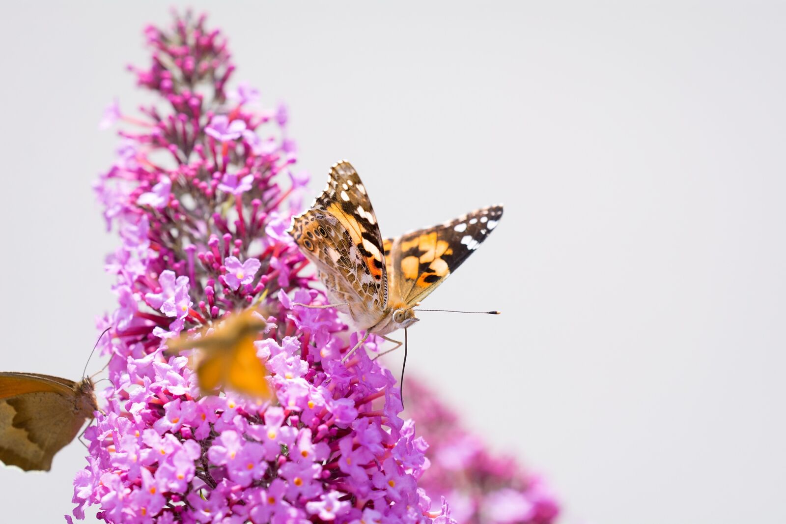 Nikon D7100 sample photo. Butterfly, lilac, summer lilac photography