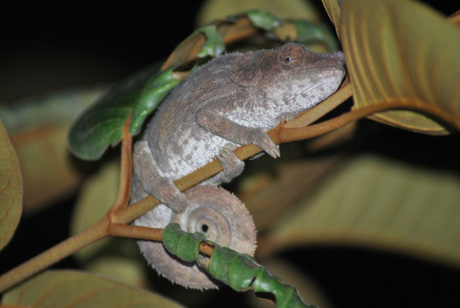 Nikon D3000 sample photo. Madagascar, safari, wildlife photography