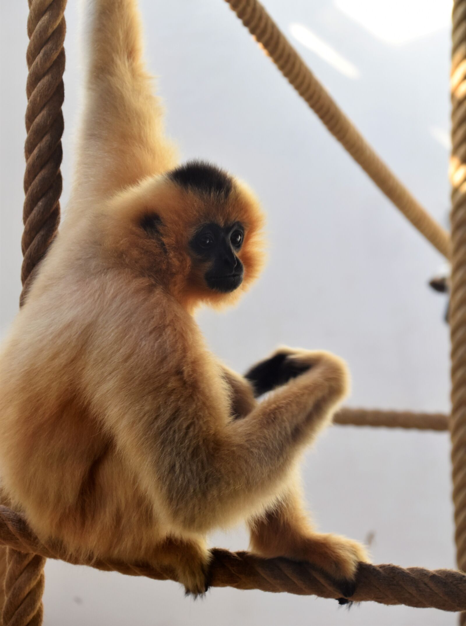 Nikon D5600 sample photo. Monkey, animal, nature photography