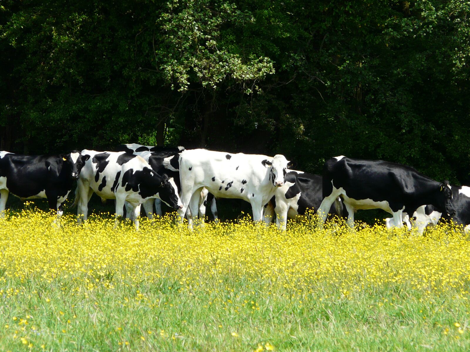 Panasonic DMC-FZ18 sample photo. Cattle, meadow, buttercups photography