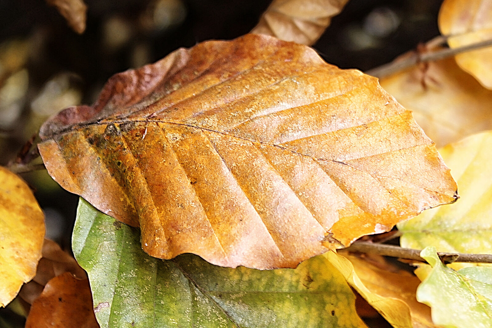 Canon EOS 600D (Rebel EOS T3i / EOS Kiss X5) sample photo. Close, up, of, leaf photography