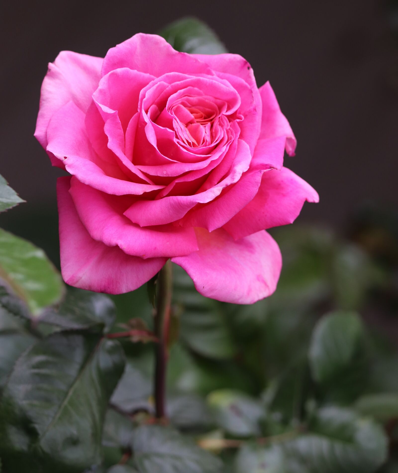 Canon EOS 800D (EOS Rebel T7i / EOS Kiss X9i) sample photo. Rose, pink, stem photography
