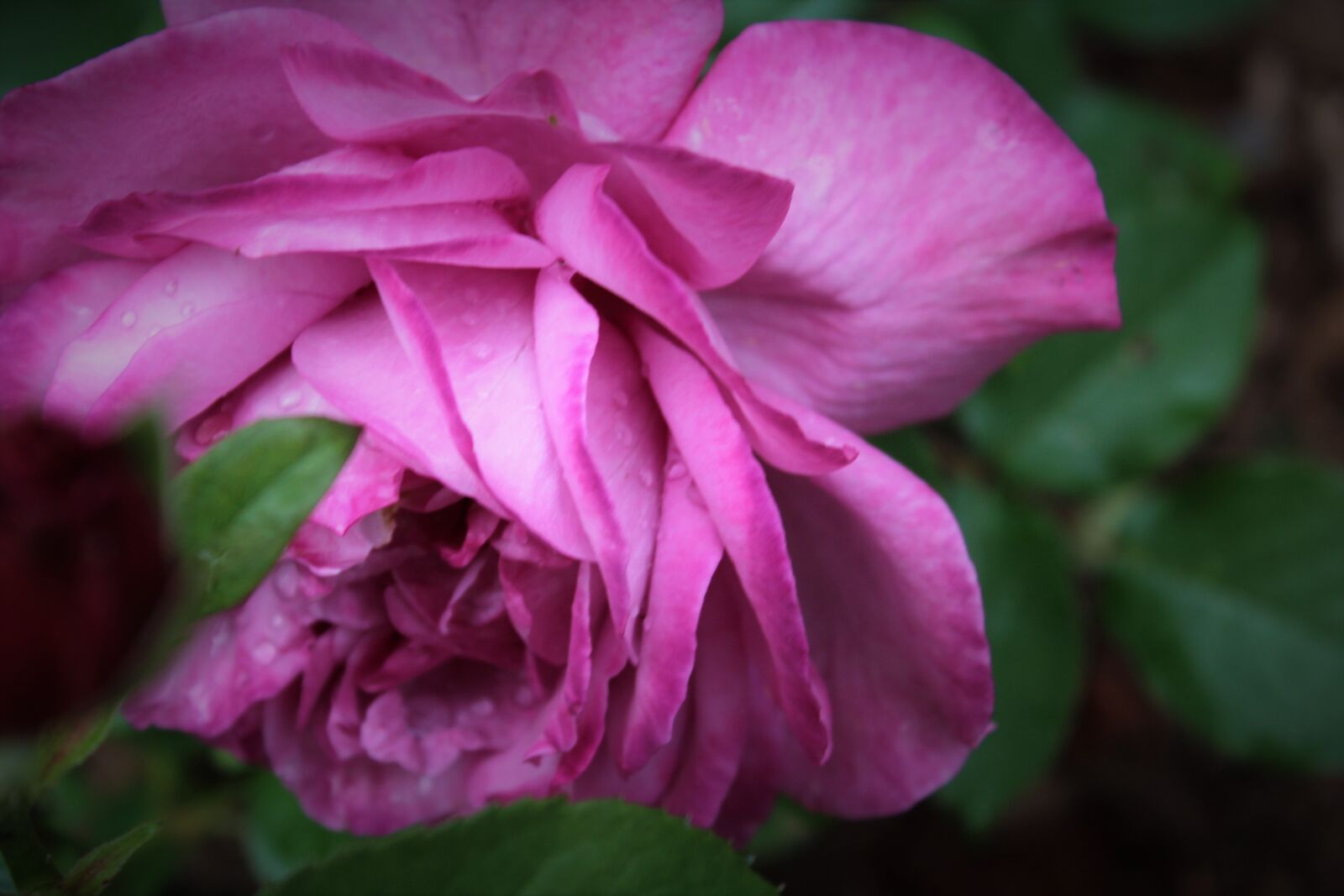 Canon EOS 1200D (EOS Rebel T5 / EOS Kiss X70 / EOS Hi) sample photo. Pink, purple, rose photography