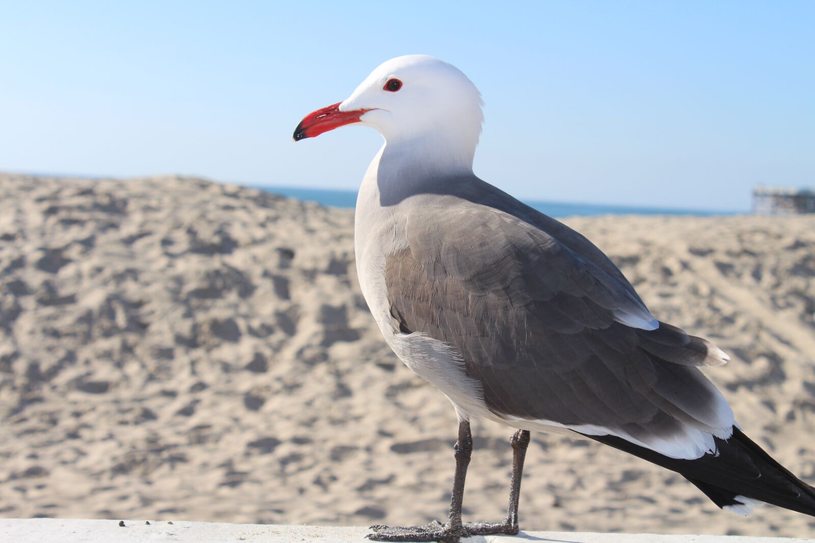 Canon EOS 650D (EOS Rebel T4i / EOS Kiss X6i) sample photo. Beach, bird, seagull photography