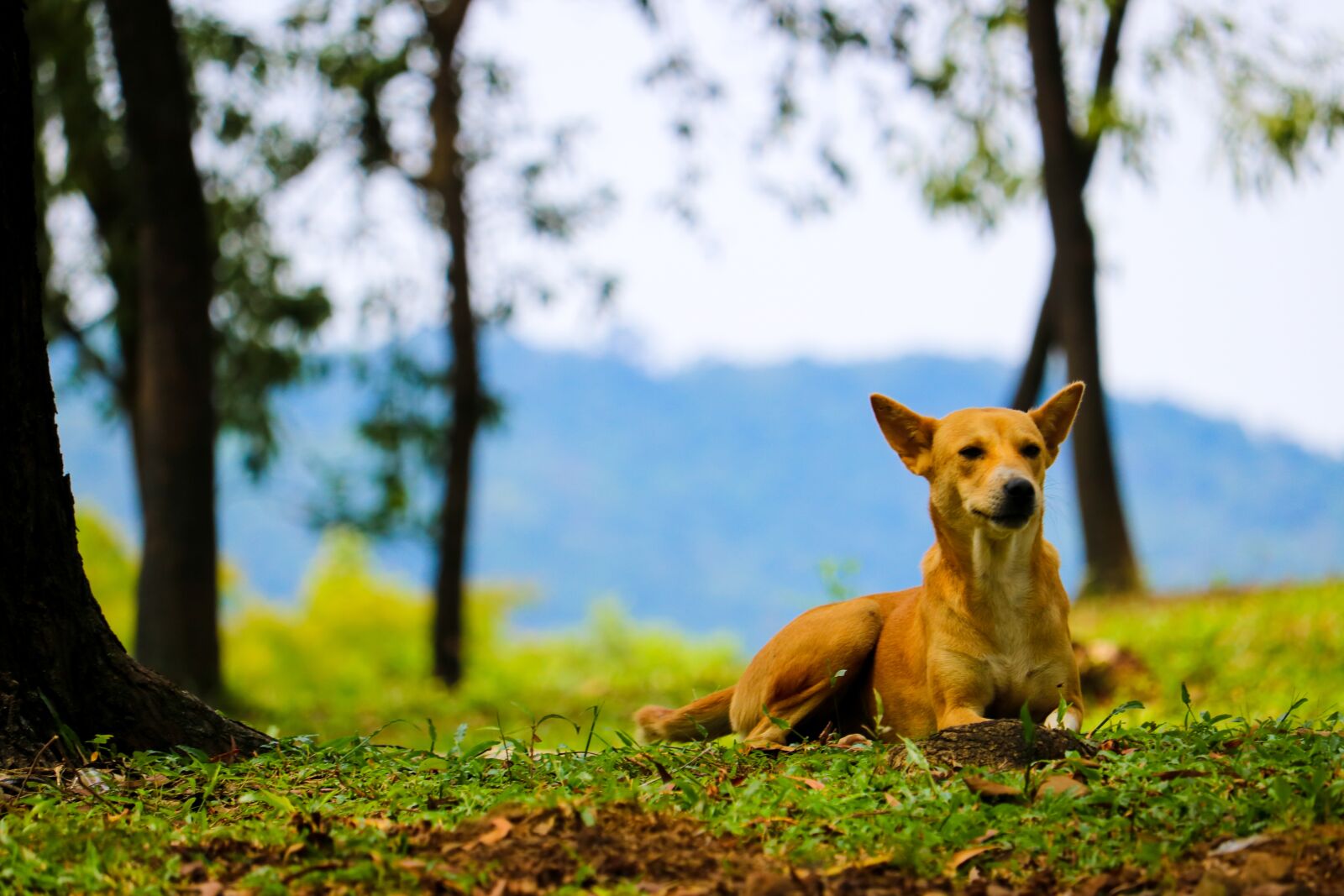 Canon EOS 750D (EOS Rebel T6i / EOS Kiss X8i) sample photo. Dog, pretty dog, cute photography