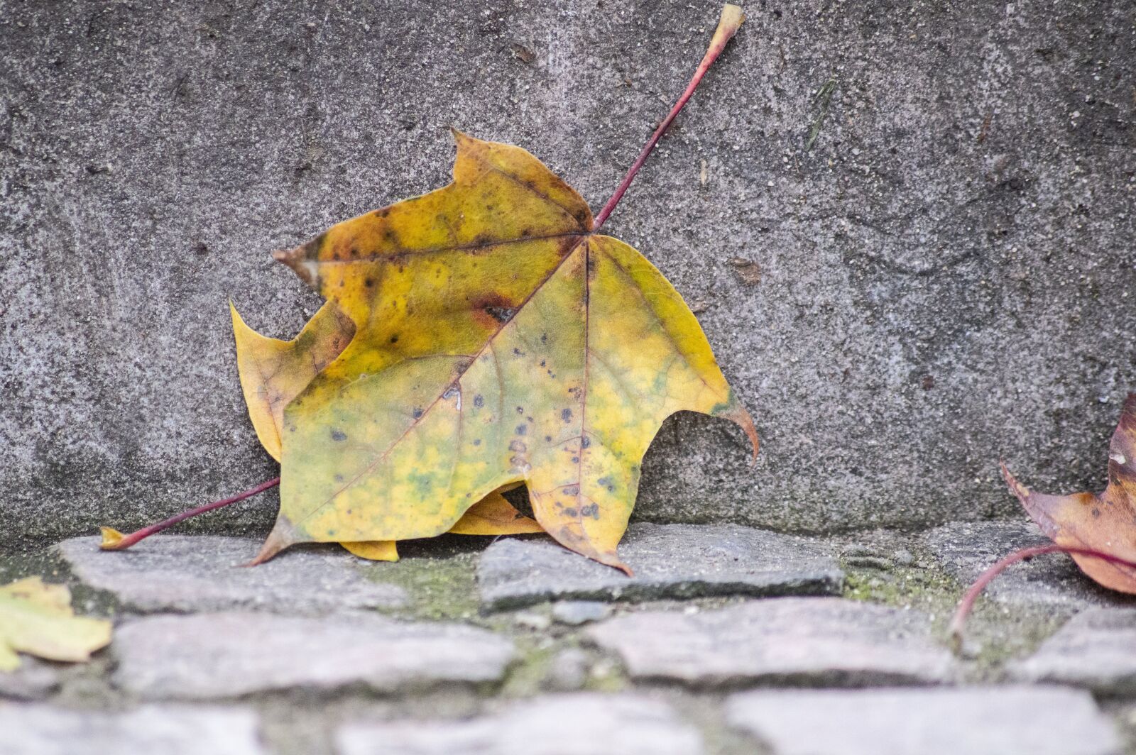 Nikon D3200 sample photo. France, nature, street photography