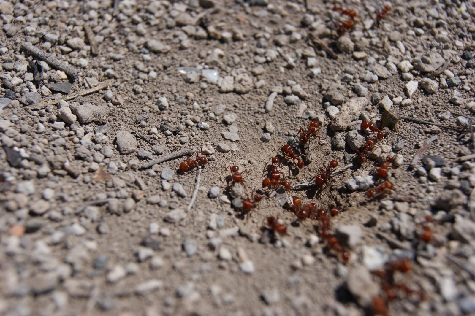 Sony Alpha DSLR-A380 sample photo. Anthill, ant, earth photography