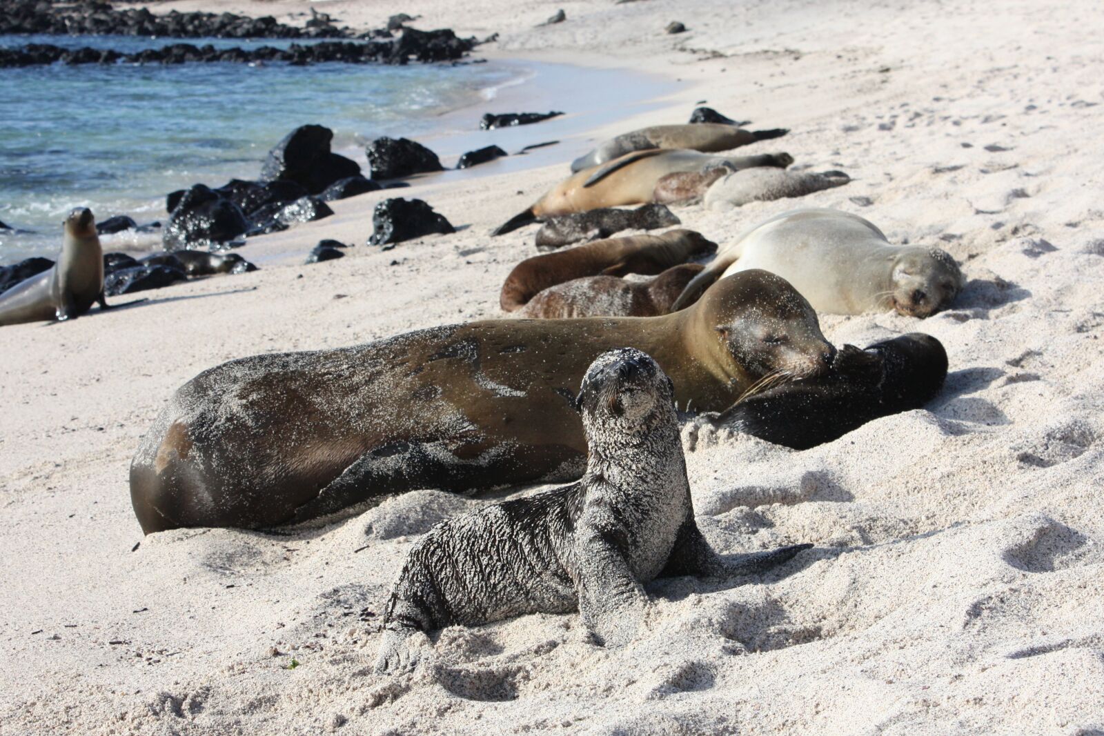 Canon EOS 450D (EOS Rebel XSi / EOS Kiss X2) sample photo. Galapagos, sealion, sea lion photography