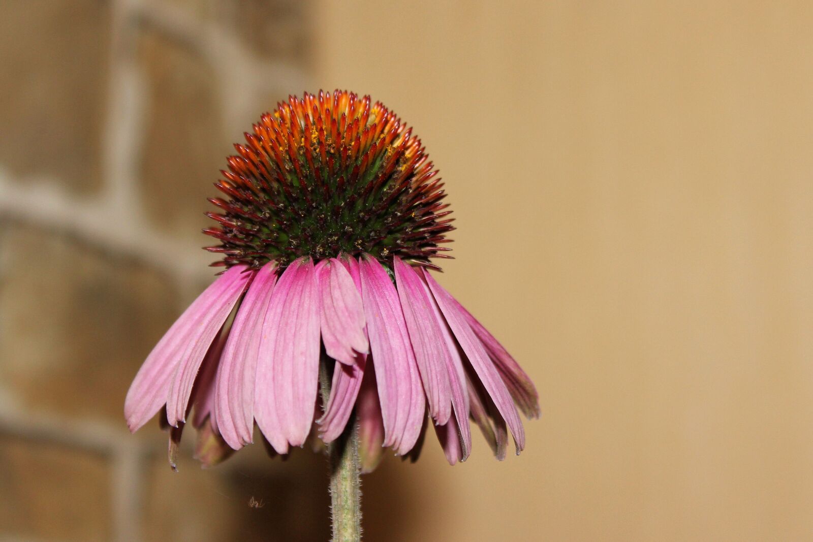 Canon EOS 600D (Rebel EOS T3i / EOS Kiss X5) sample photo. Coneflower, pallida, composites photography