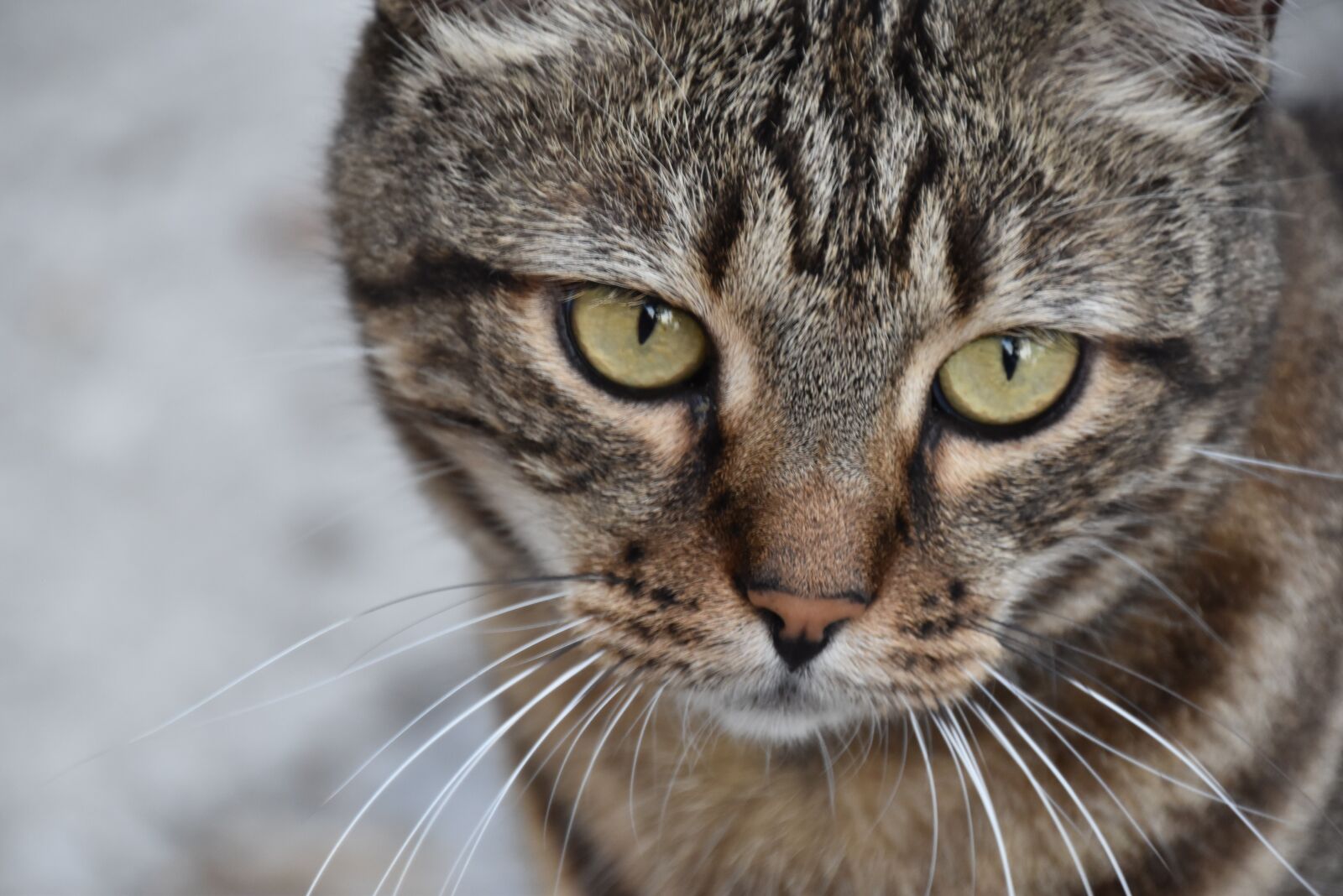 Nikon D5600 sample photo. Cat, sad, sweet photography