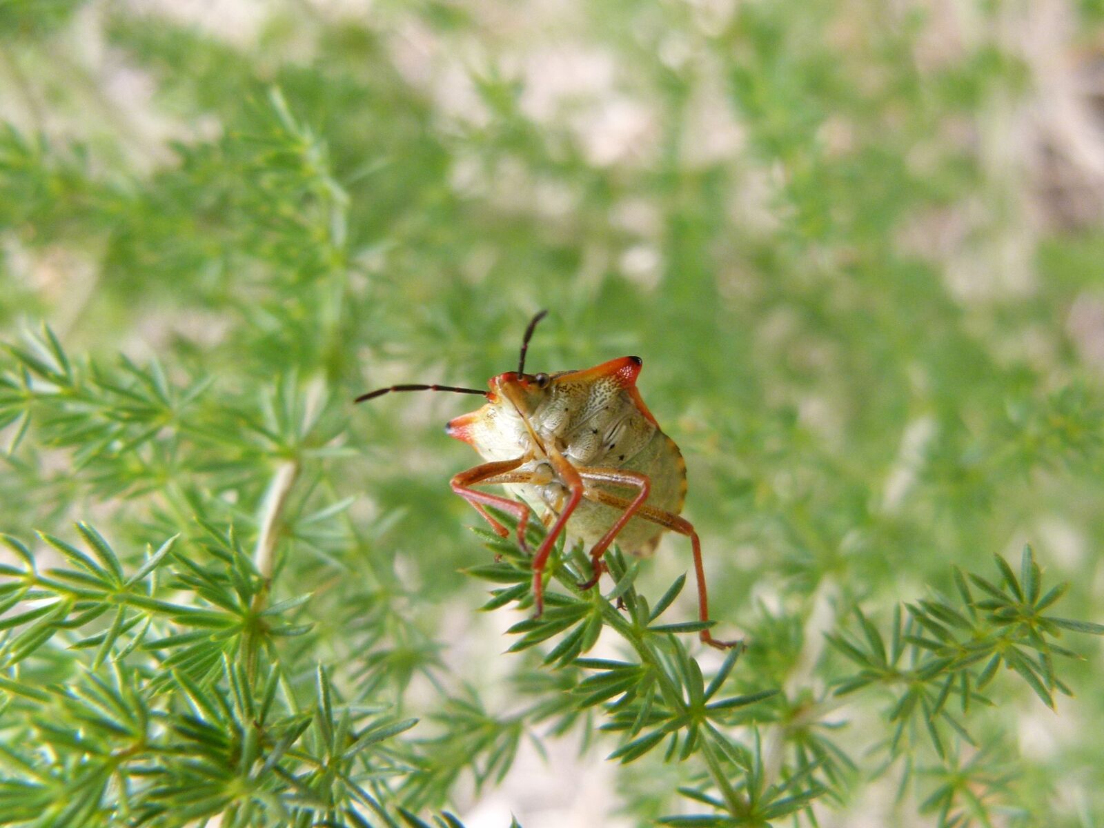 Leica V-Lux 2 sample photo. Bug, beetle, detail photography
