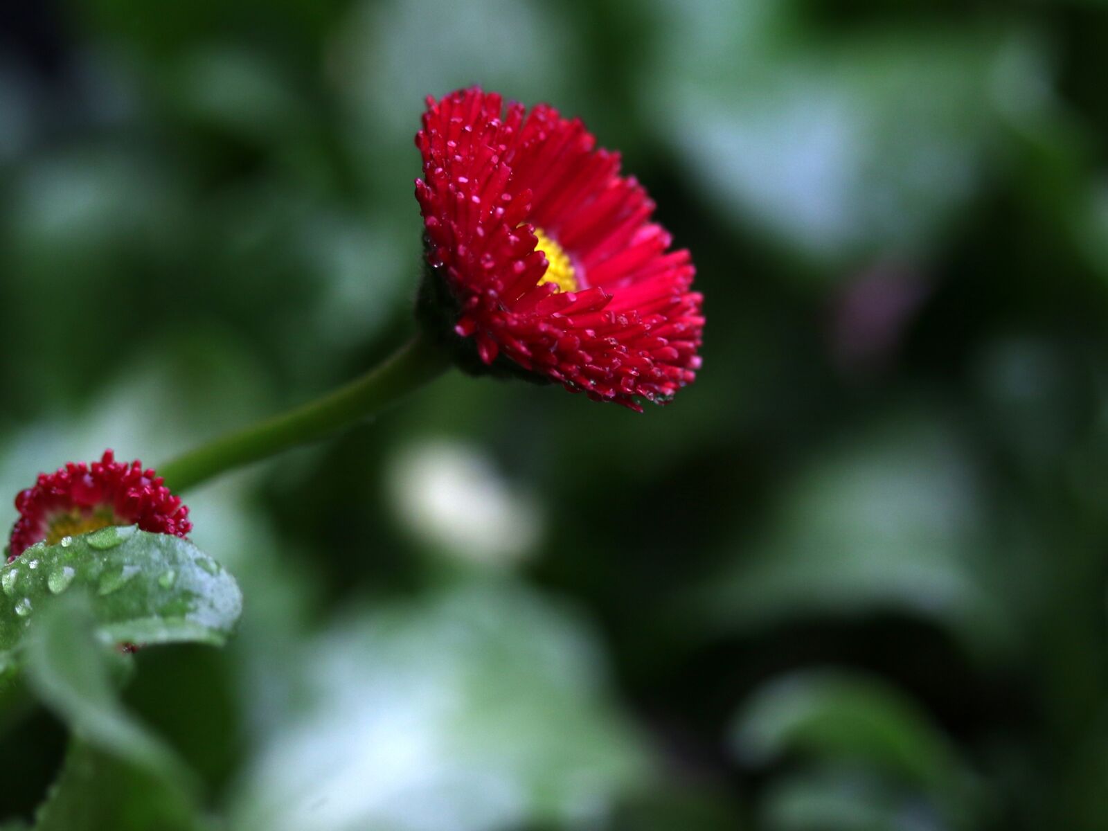 Canon EF-S 60mm F2.8 Macro USM sample photo. Flower, red, spring photography