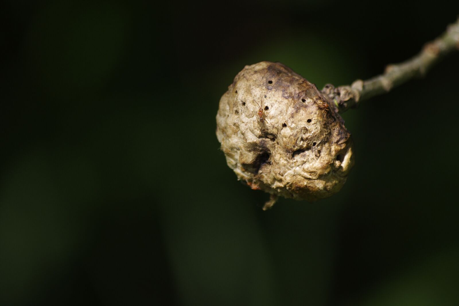 Pentax K-r sample photo. Insects, galls, tree photography