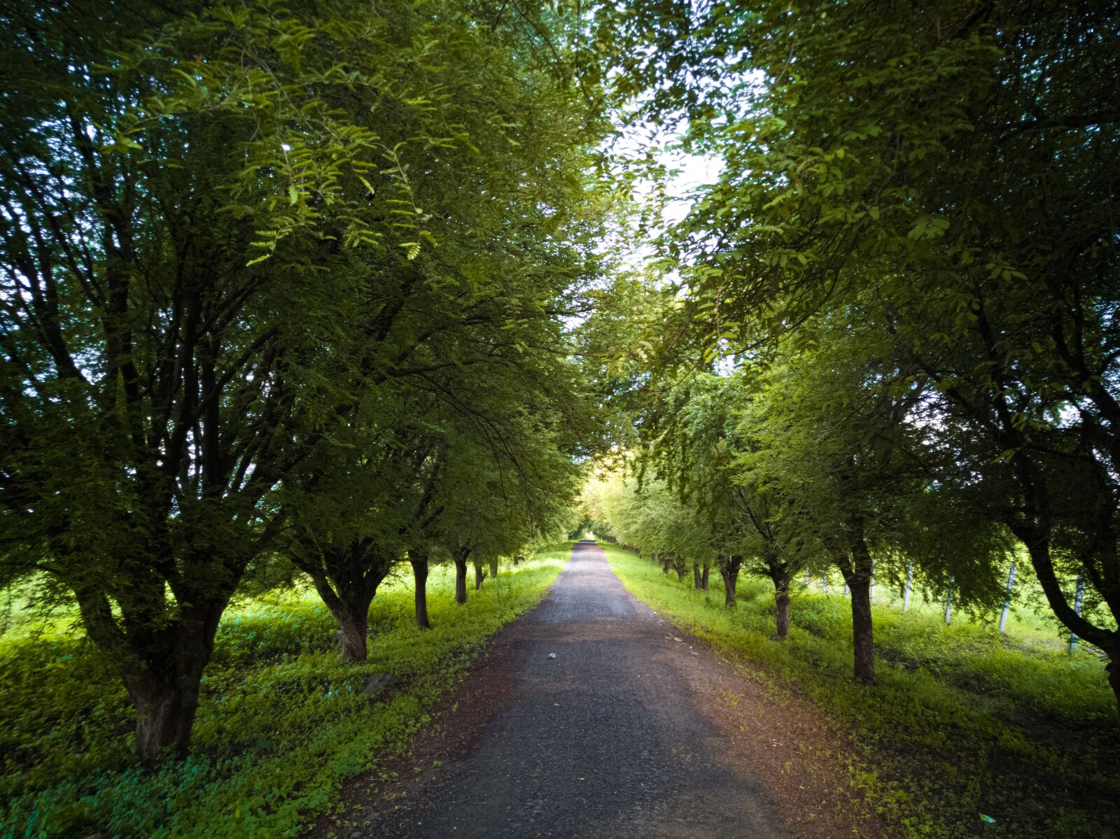 HUAWEI Honor 8x sample photo. Street, trees, nature photography