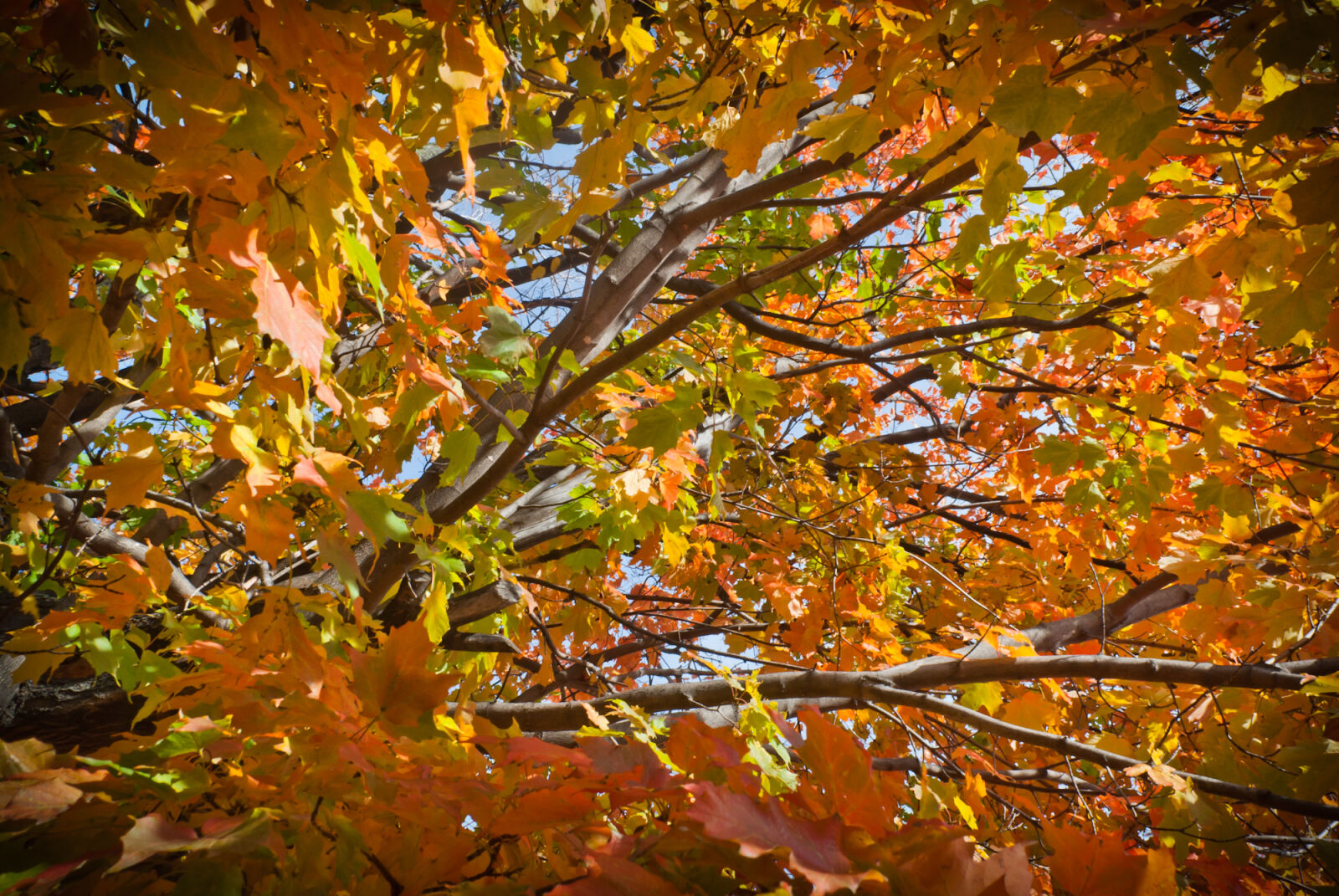 Nikon D200 sample photo. Automn, leaves, tree photography
