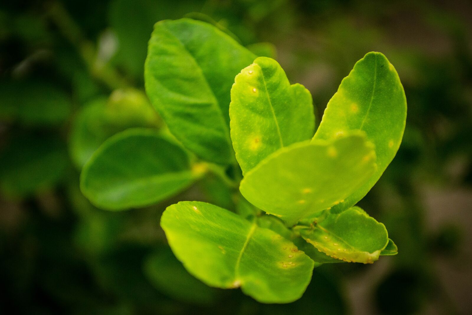 Nikon D3100 sample photo. Plants, nature, bloom photography
