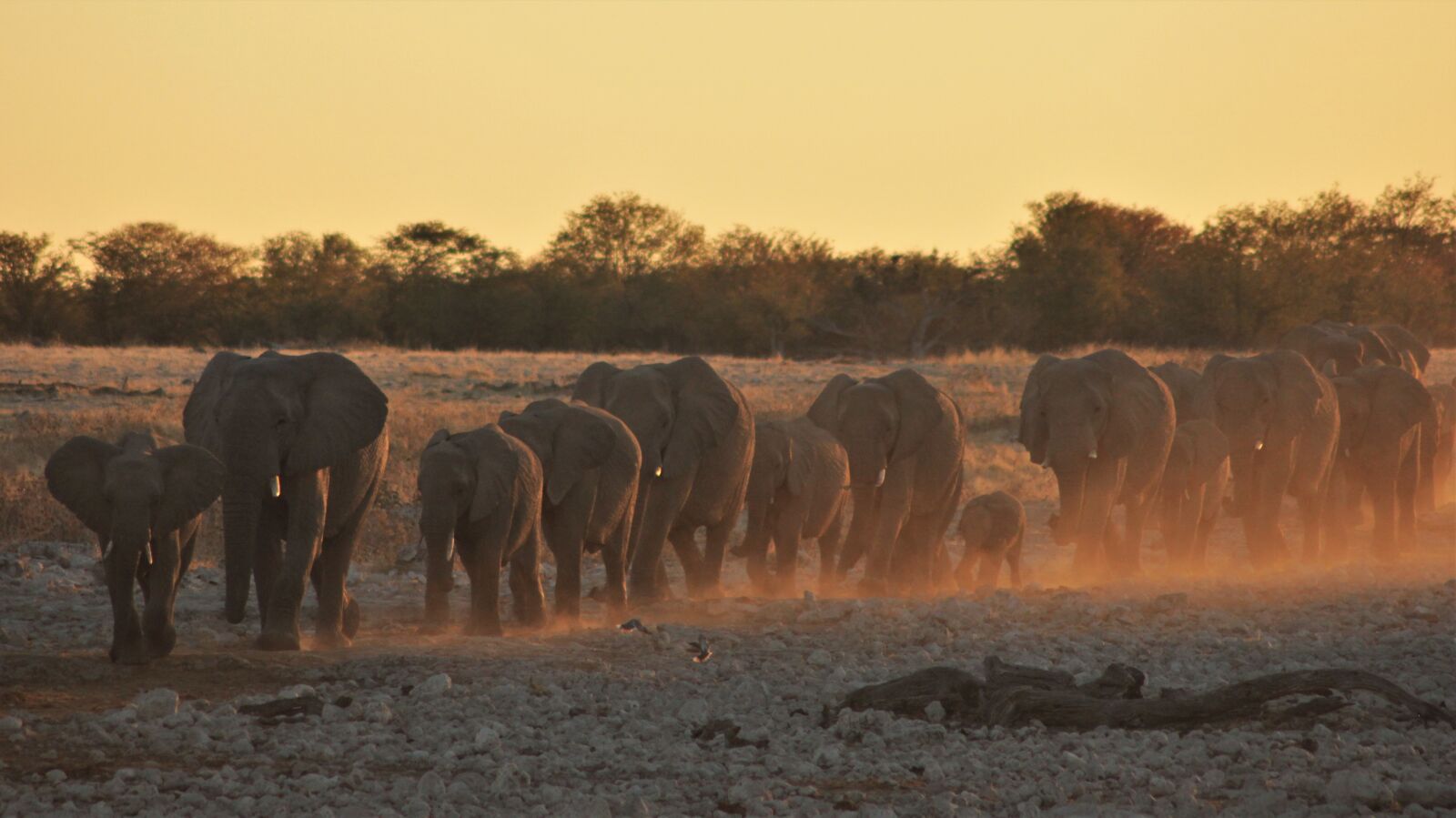 Canon EOS 60D sample photo. Africa, dust, elephants, golden photography