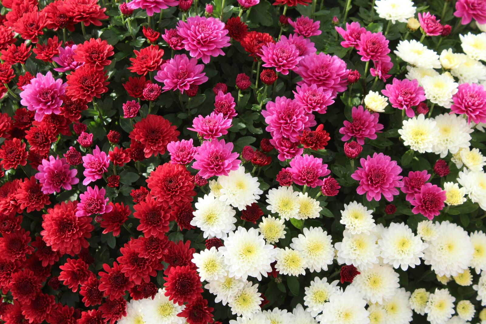 Canon EOS 1200D (EOS Rebel T5 / EOS Kiss X70 / EOS Hi) sample photo. Chrysanthemum, flowers, colorful photography