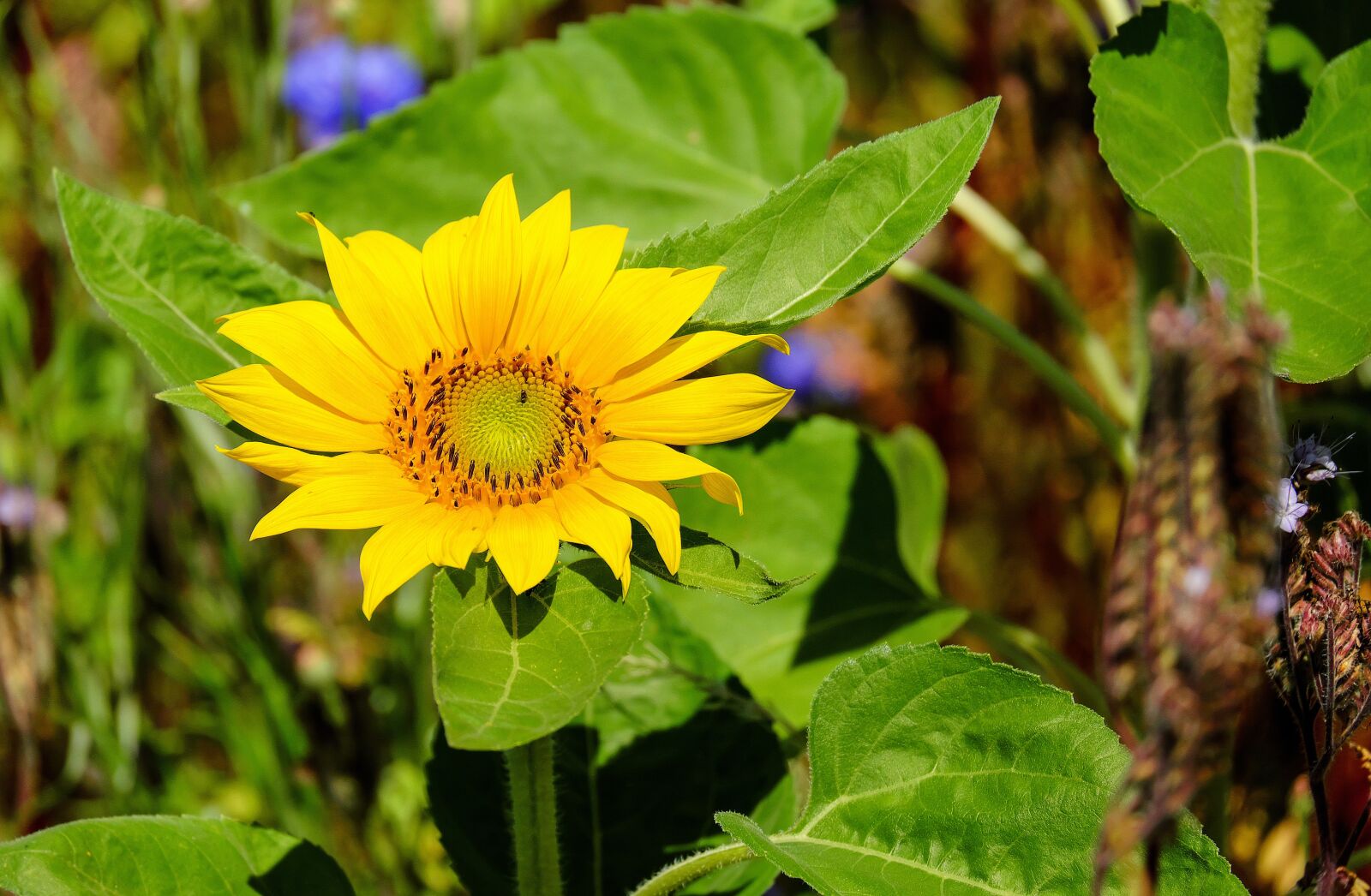 Fujifilm X-T10 + Fujifilm XC 50-230mm F4.5-6.7 OIS sample photo. Sunflower, flower, blossom photography