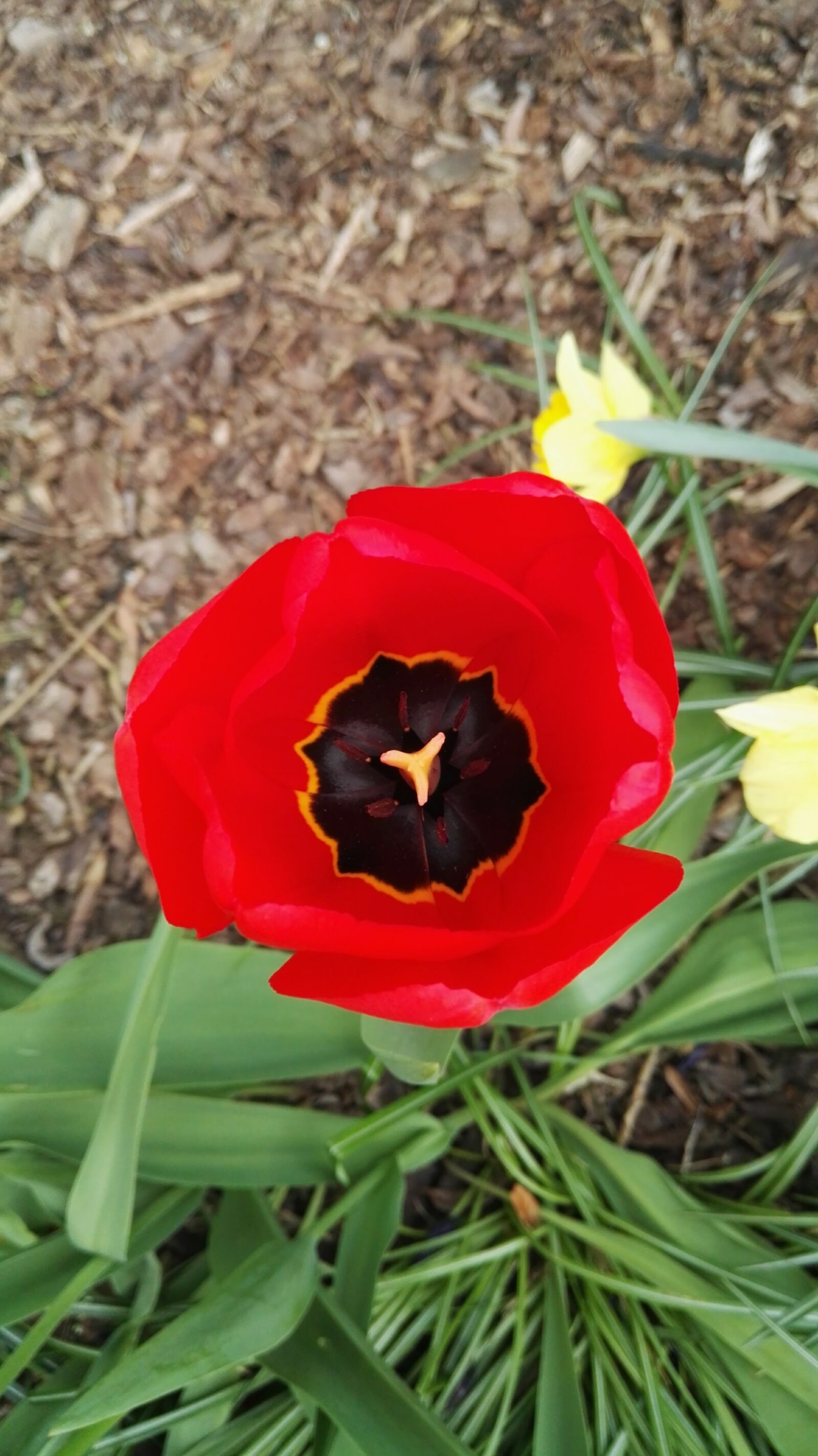 HUAWEI P8 sample photo. Blooming, red, spring, tulip photography