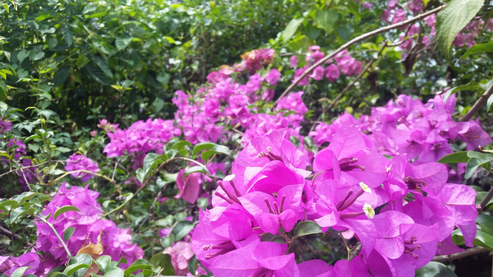 Samsung Galaxy S5 sample photo. Bougainvillea, free, flower, photos photography