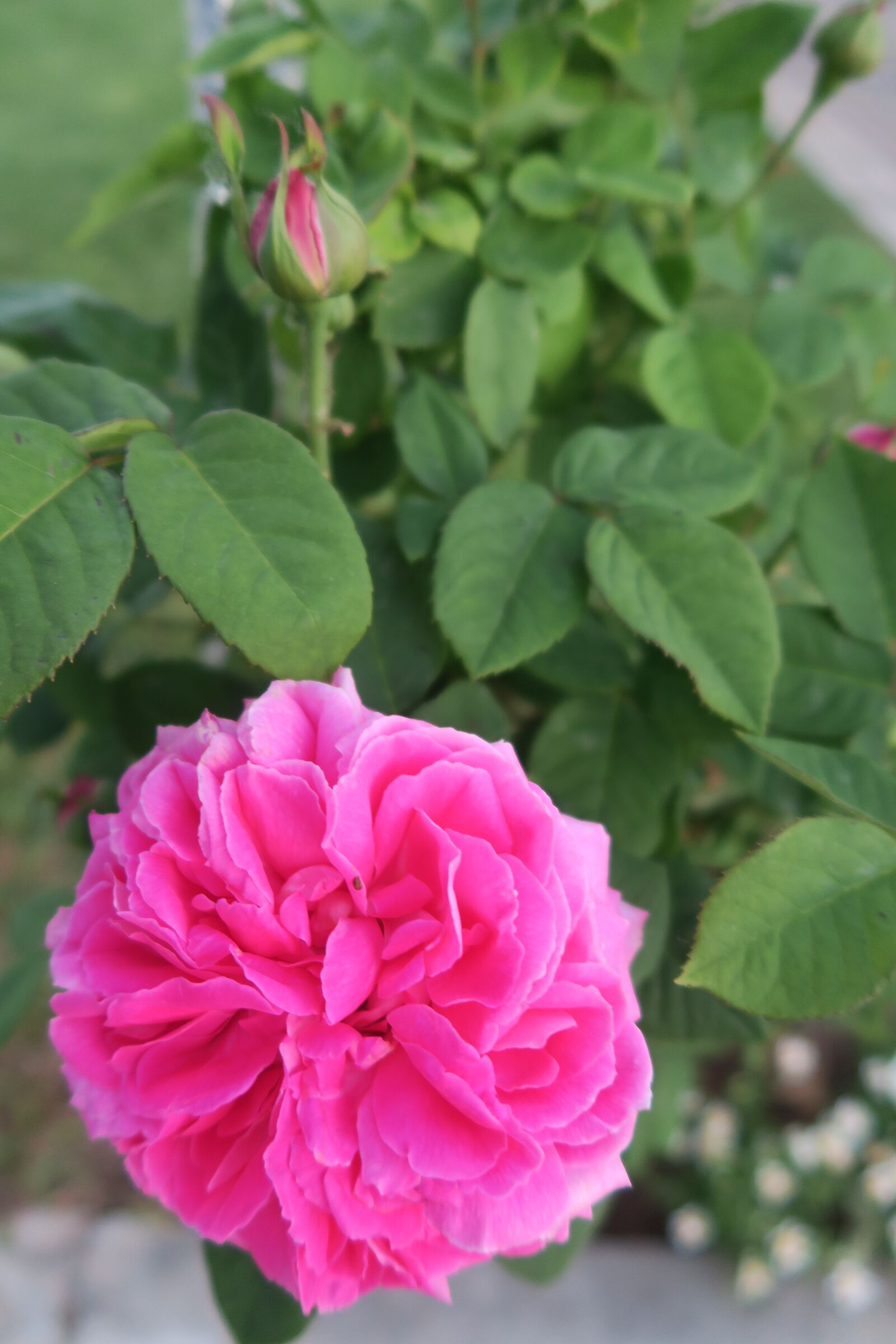 Canon PowerShot G7 X sample photo. Rose, pink roses, gulpembe photography
