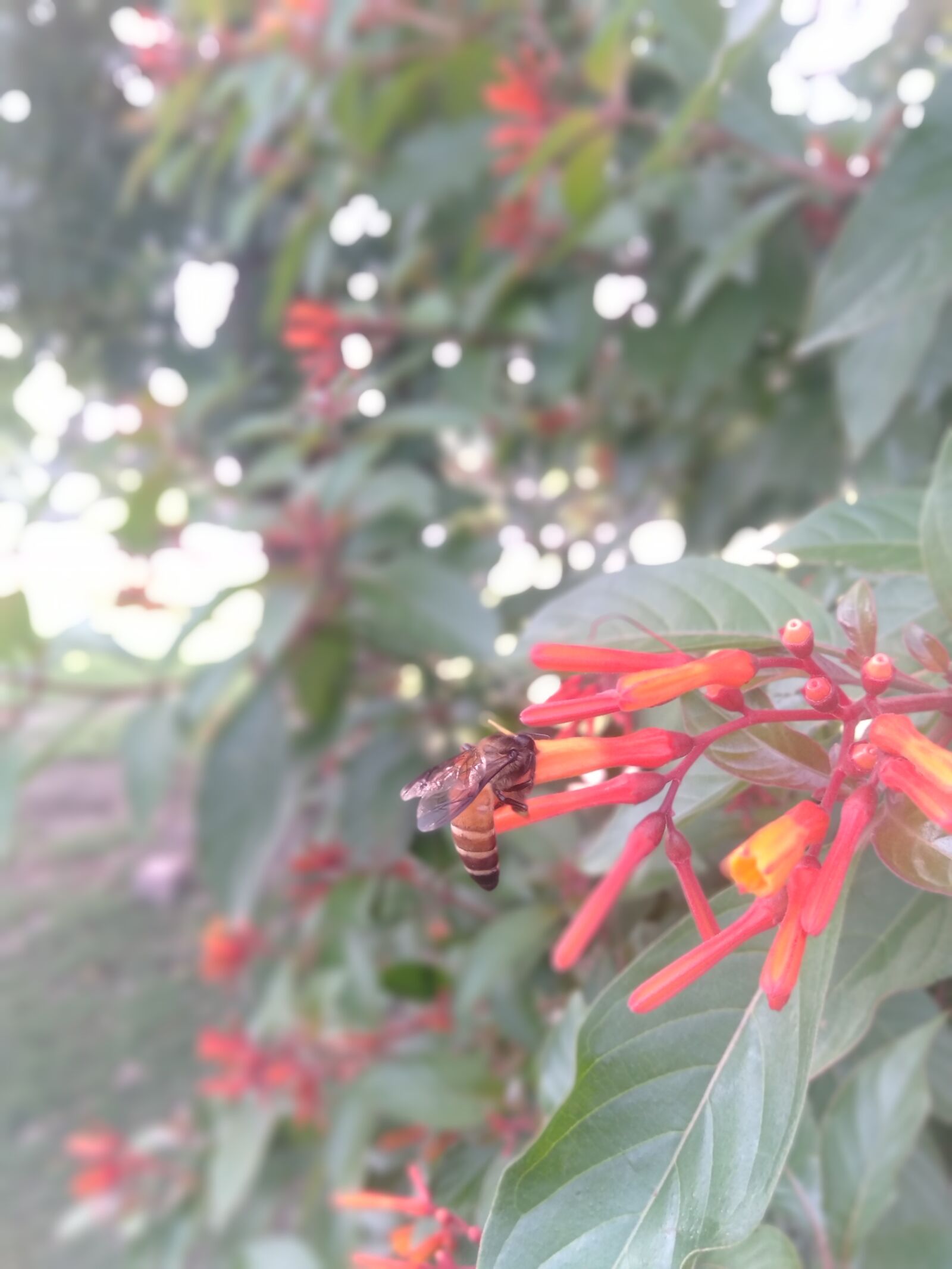 OPPO A3S sample photo. Bee, bee on flowers photography