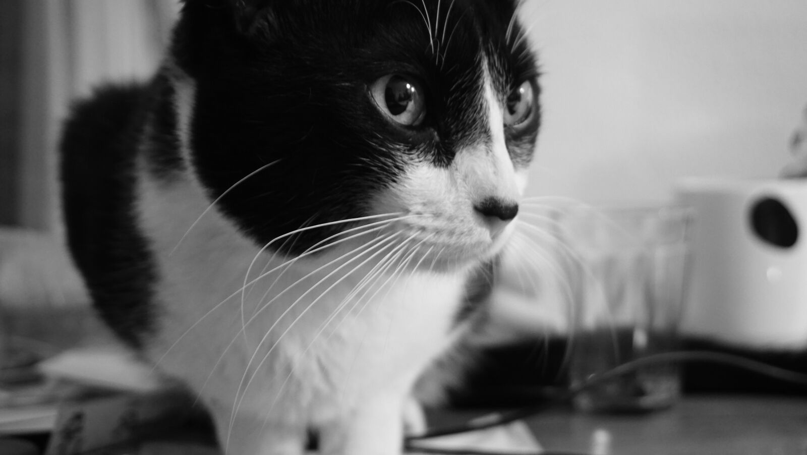 Sony E 16-50mm F3.5-5.6 PZ OSS sample photo. Cat, animal, domestic photography