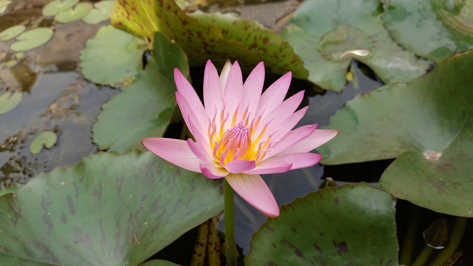 Samsung Galaxy Note5 sample photo. Lotus, pink red color photography