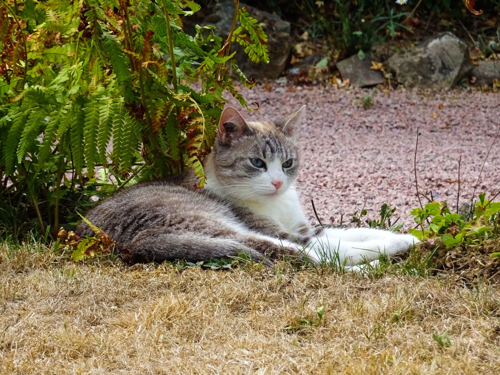 Sony Cyber-shot DSC-HX90V sample photo. Cat, kitten, nature photography