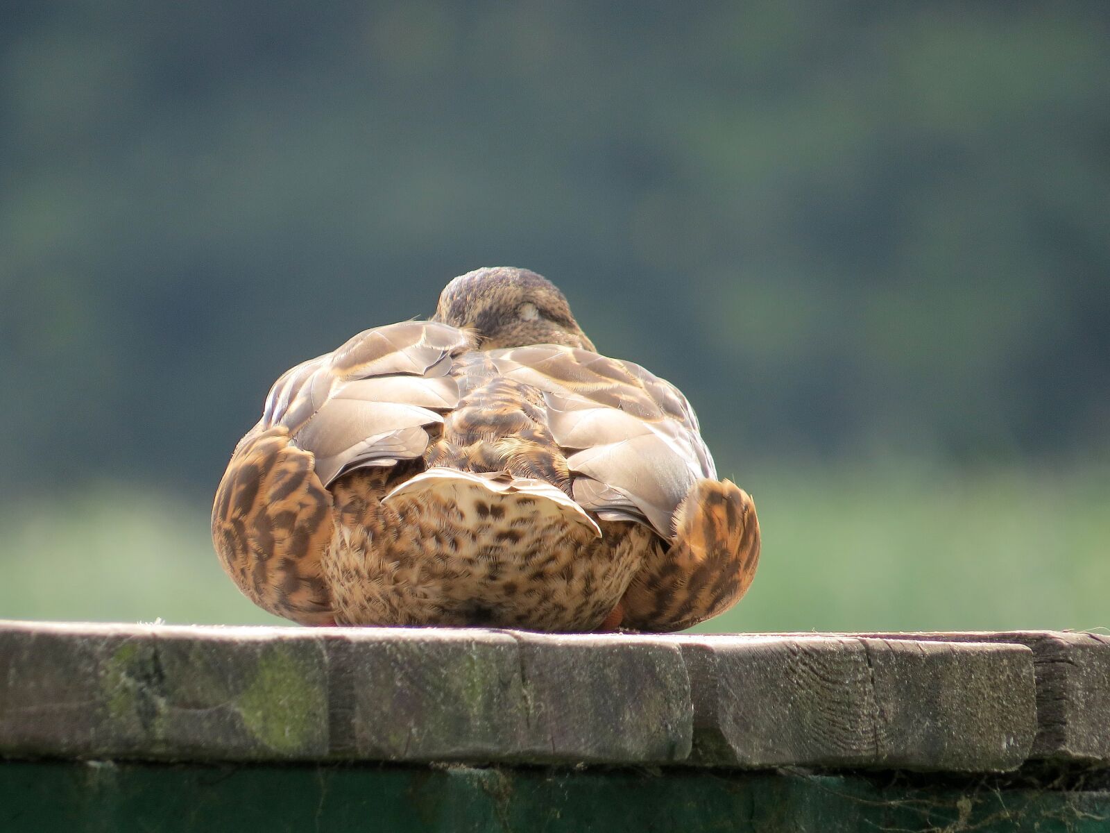 Canon PowerShot SX50 HS sample photo. Duck, haven, water photography