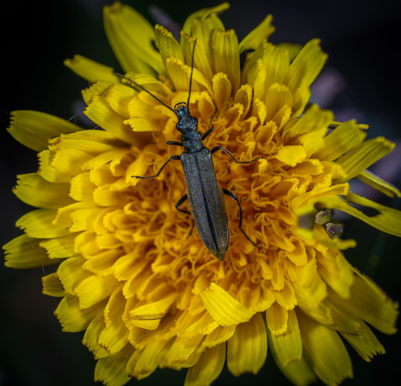 Sony a7R II sample photo. Macro, insect, beetle photography