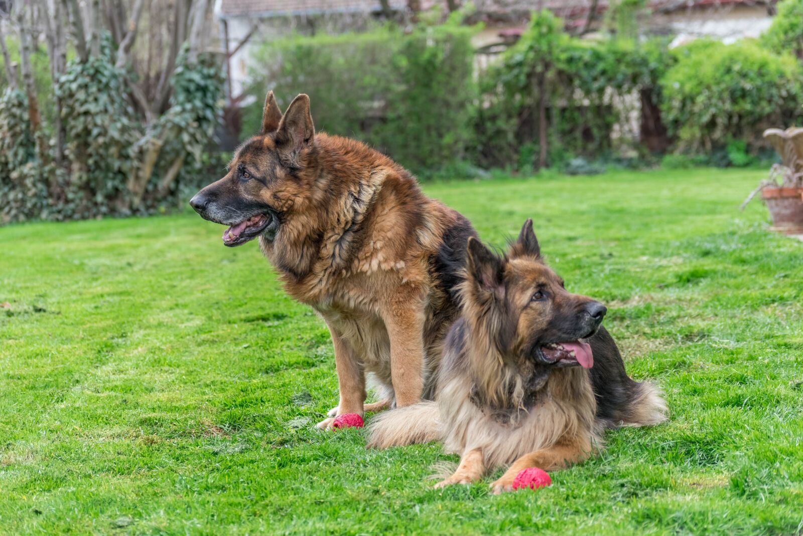 Nikon D3400 sample photo. Dogs, german shepherd, canine photography