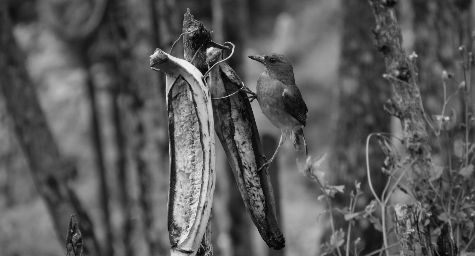 Nikon Coolpix B700 sample photo. Black and white, bird photography