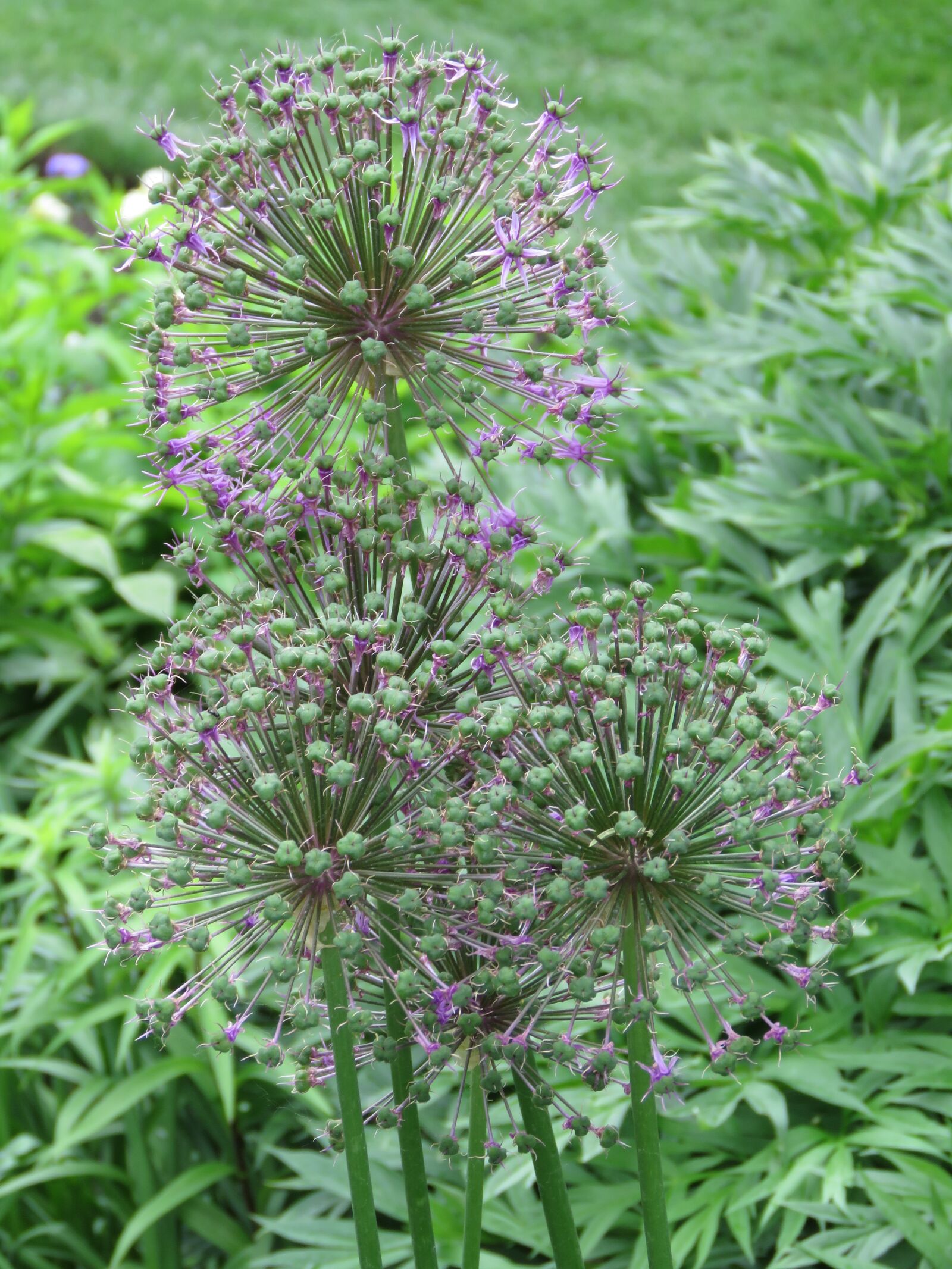 Canon PowerShot SX60 HS sample photo. Flower, close up, garden photography