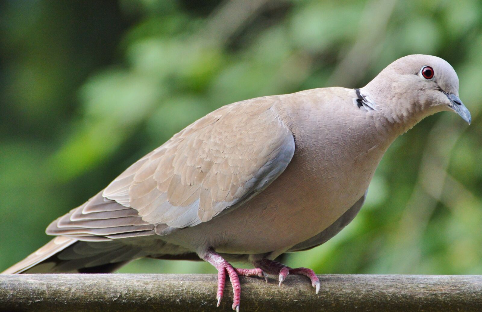 Nikon D3200 sample photo. Dove, collared, bird photography