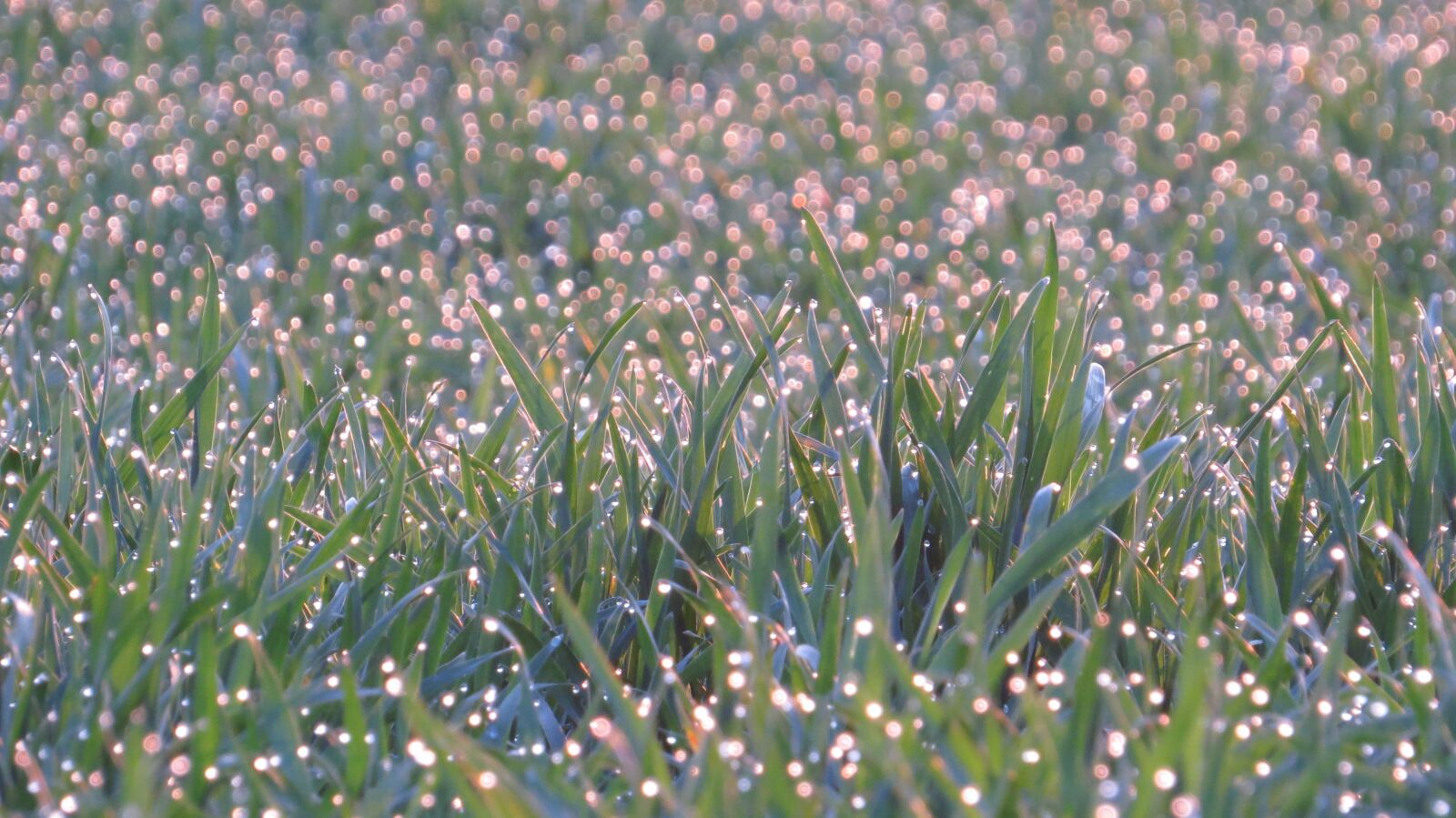 Canon PowerShot SX50 HS sample photo. Meadow in pastel, morgentau photography