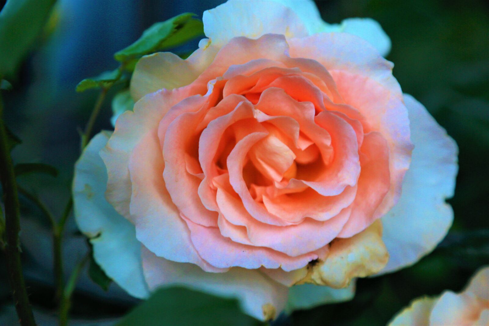 Canon EF 24-105mm F4L IS USM sample photo. Rose, spring, flower photography