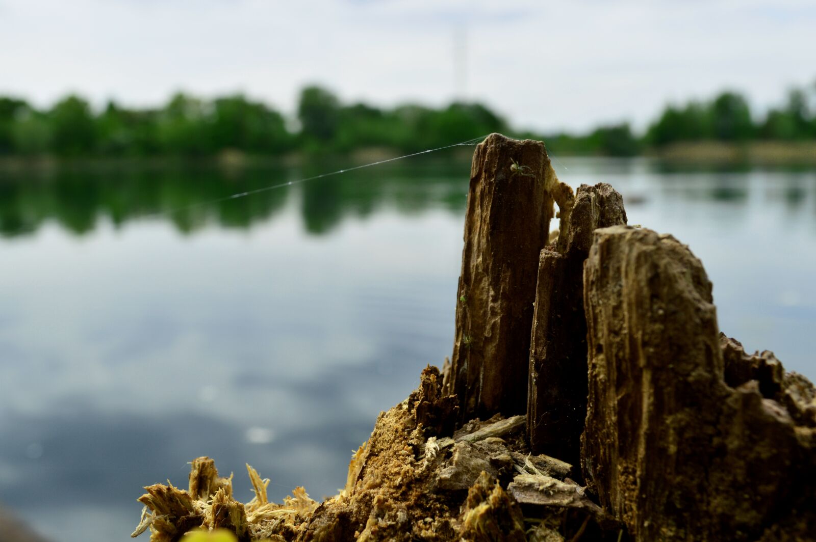 Nikon D3200 sample photo. Tree stump, lake, nature photography