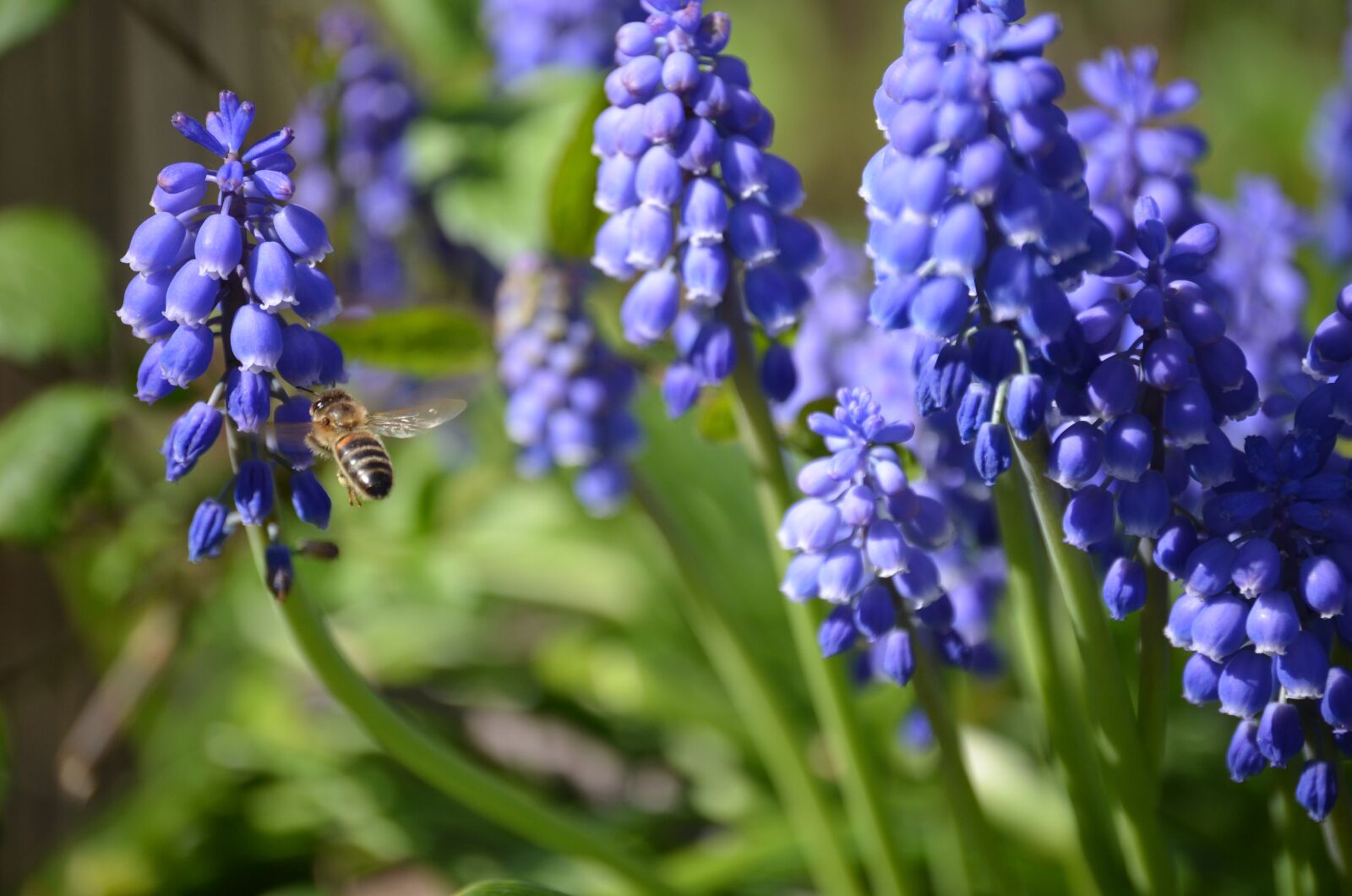 Nikon D5100 sample photo. Bee, flower, purple photography